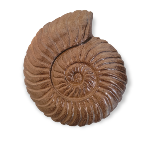 Errington Reay Salt Glazed Ammonite